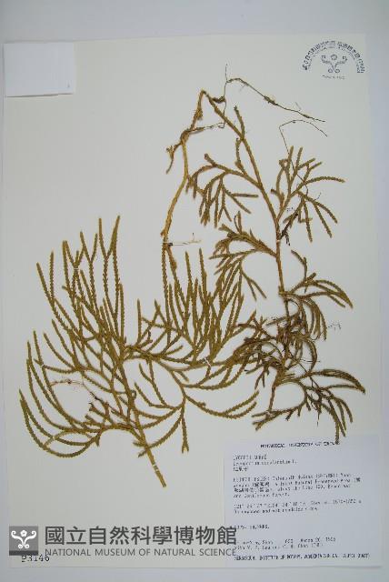 地刷子藏品圖，第1張