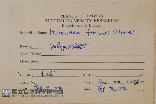 大星蕨藏品圖，第2張