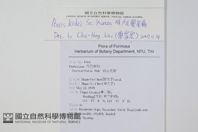 城戶氏鳳尾蕨藏品圖，第2張