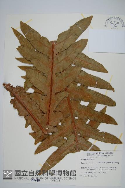 崖薑蕨藏品圖，第1張