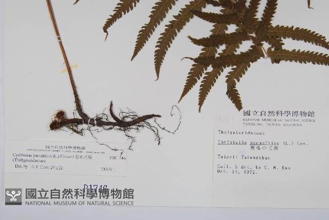 密毛毛蕨藏品圖，第2張