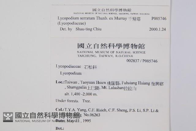 千層塔藏品圖，第2張