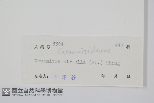 紅毛禾葉蕨藏品圖，第2張