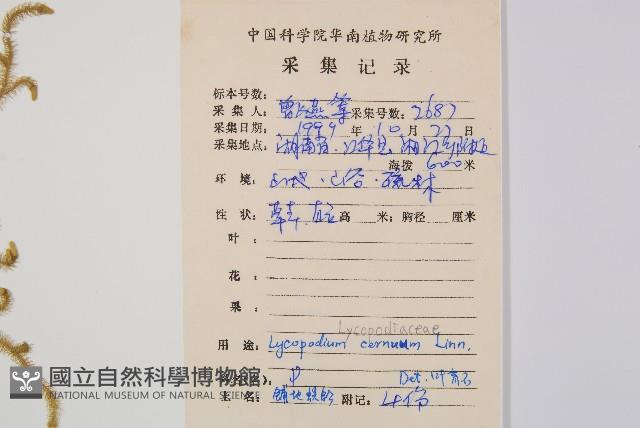 過山龍藏品圖，第2張