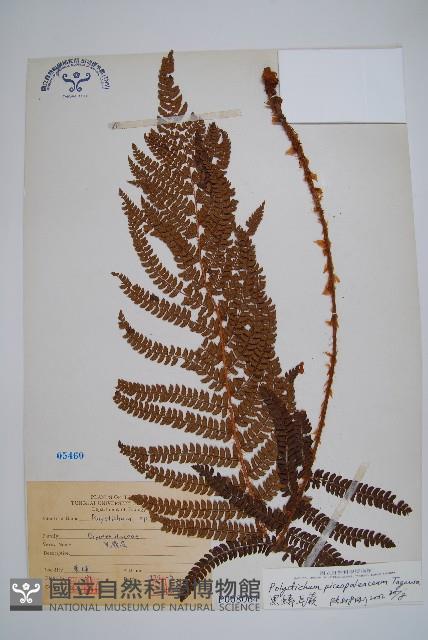 毛蕨藏品圖，第1張