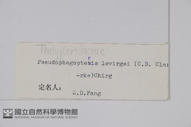 星毛紫柄蕨藏品圖，第2張