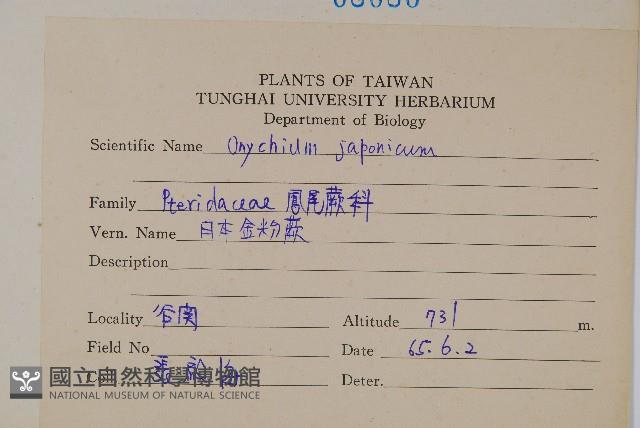 日本金粉蕨藏品圖，第2張