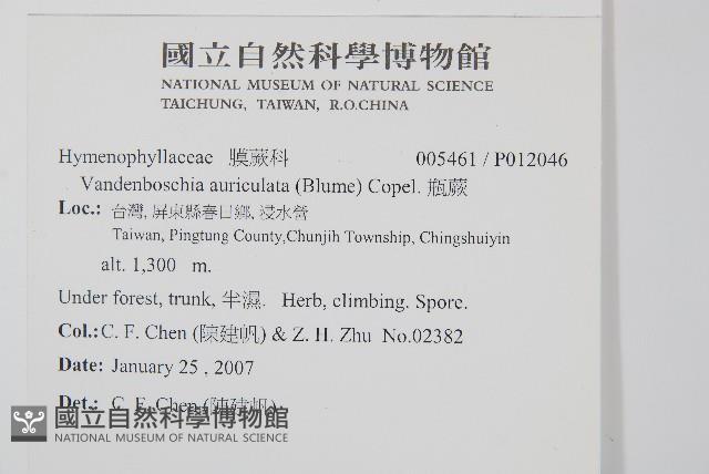 瓶蕨藏品圖，第2張