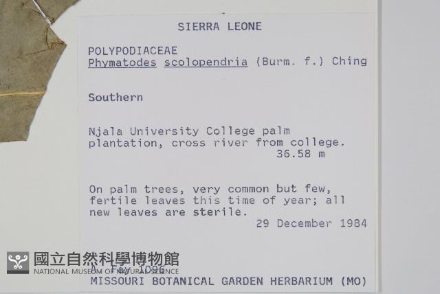 海岸擬茀蕨藏品圖，第2張