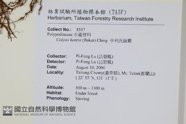 短圓線蕨藏品圖，第2張