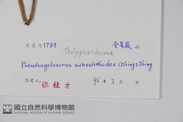 普通假毛蕨藏品圖，第2張