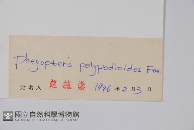 卵果蕨藏品圖，第2張