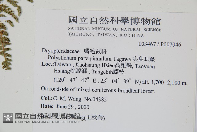 尖葉耳蕨藏品圖，第2張