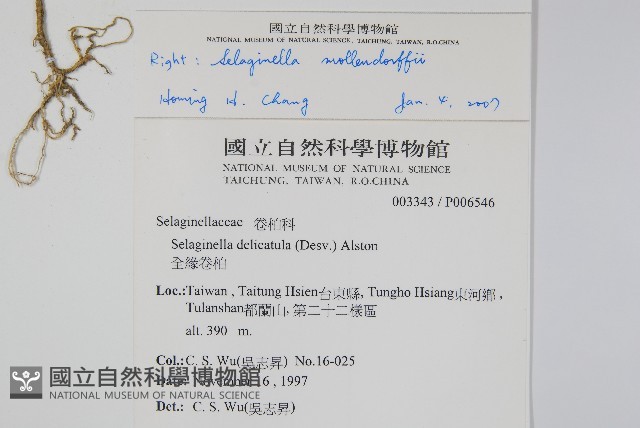 異葉卷柏藏品圖，第2張