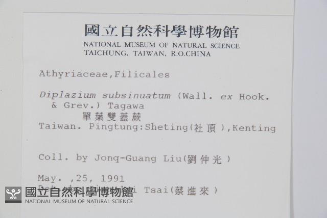 單葉雙蓋蕨藏品圖，第2張