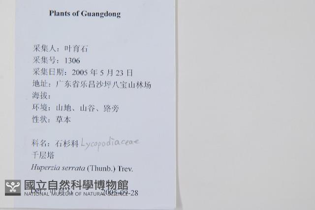 蛇足石杉、千層塔藏品圖，第2張