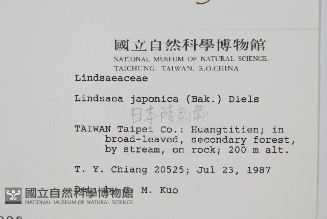 日本鱗始蕨藏品圖，第2張