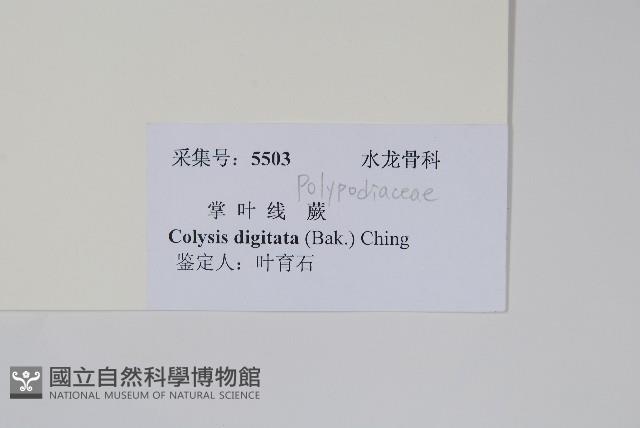 掌葉線蕨藏品圖，第2張