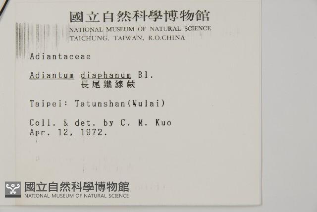 長尾鐵線蕨藏品圖，第5張