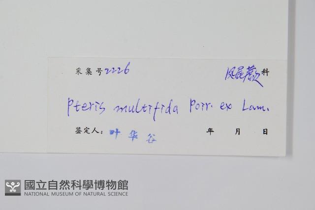 鳳尾蕨藏品圖，第2張