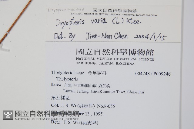 南海鱗毛蕨藏品圖，第2張