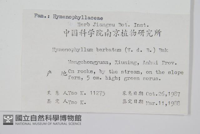 華東膜蕨藏品圖，第2張