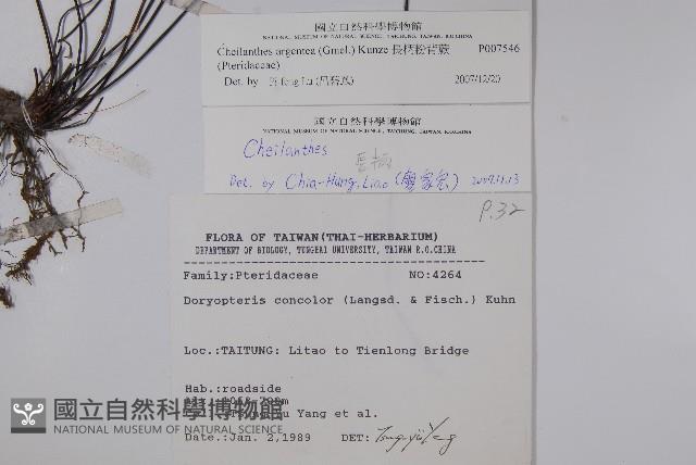 長柄粉背蕨藏品圖，第2張