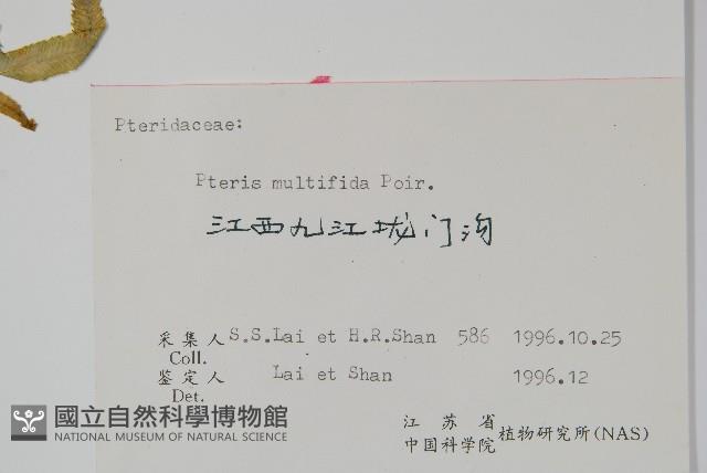 鳳尾蕨藏品圖，第2張