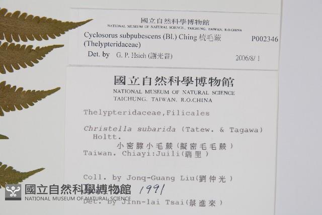 梳毛蕨藏品圖，第2張