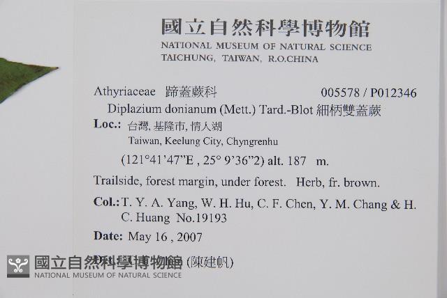 細柄雙蓋蕨藏品圖，第2張