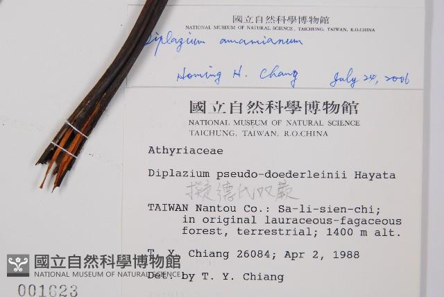 奄美雙蓋蕨藏品圖，第2張