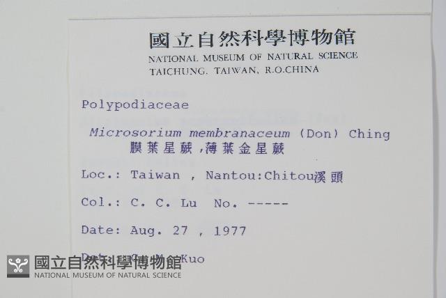 膜葉星蕨藏品圖，第2張