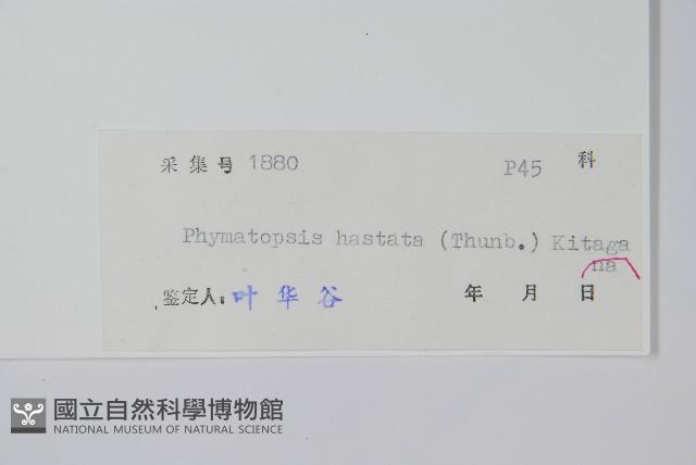 金雞腳藏品圖，第2張