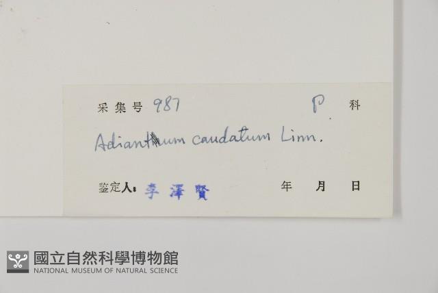 鞭葉鐵線蕨藏品圖，第2張