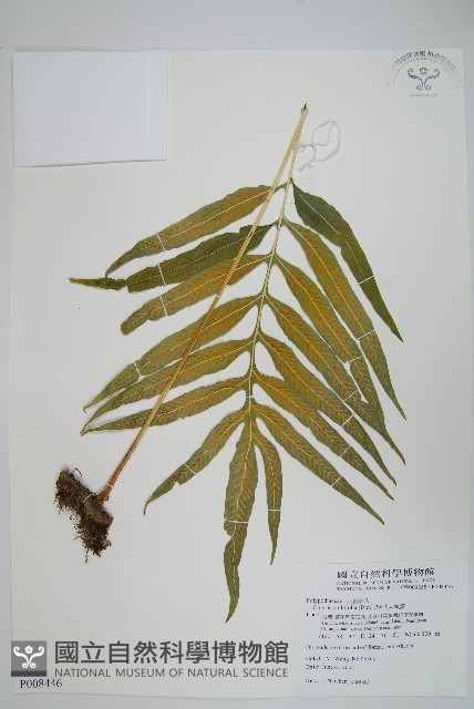 大線蕨藏品圖，第1張