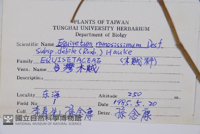 臺灣木賊藏品圖，第2張