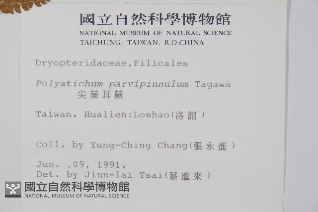 尖葉耳蕨藏品圖，第2張