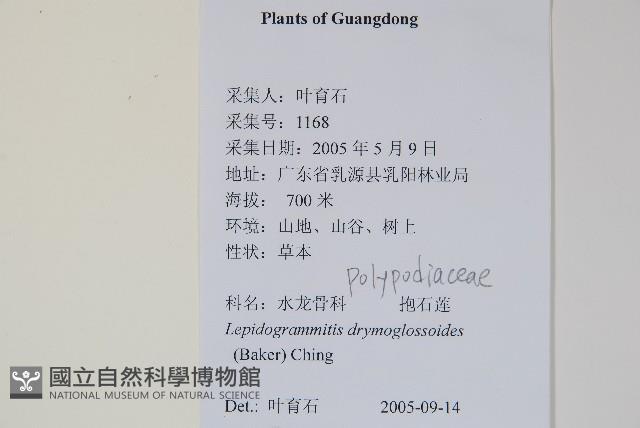 抱石蓮藏品圖，第2張