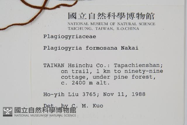 台灣瘤足蕨藏品圖，第2張