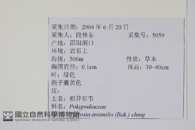 相異石韋藏品圖，第2張