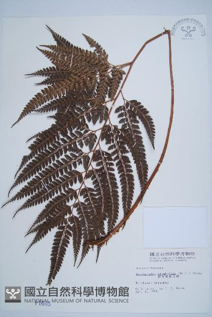 斜方複葉耳蕨藏品圖，第1張