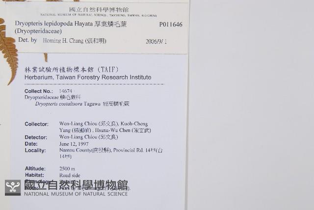 厚葉鱗毛蕨藏品圖，第2張