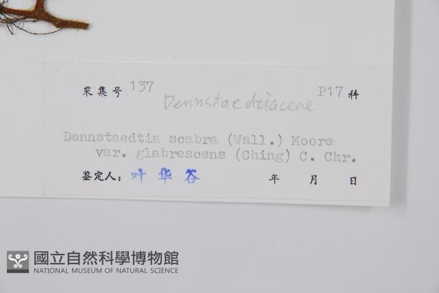 光葉碗蕨藏品圖，第2張