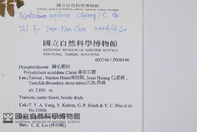 軟骨耳蕨藏品圖，第2張