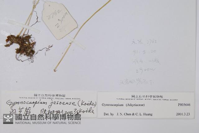 羽節蕨藏品圖，第2張