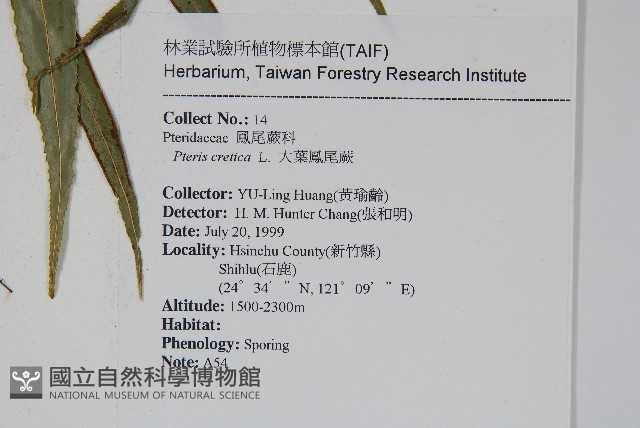 大葉鳳尾蕨藏品圖，第2張