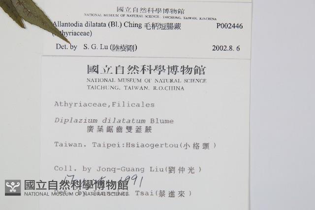 毛柄短腸蕨藏品圖，第2張