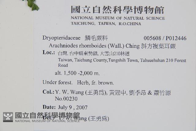 斜方複葉耳蕨藏品圖，第2張