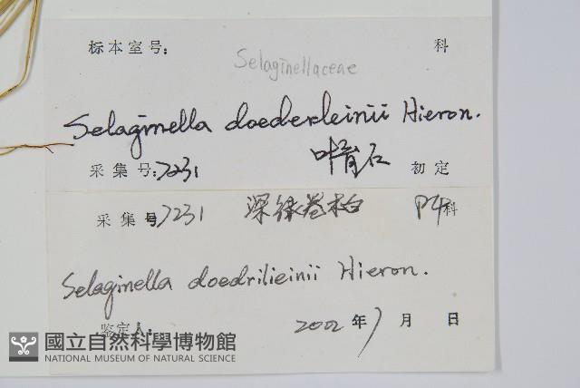 生根卷柏藏品圖，第2張