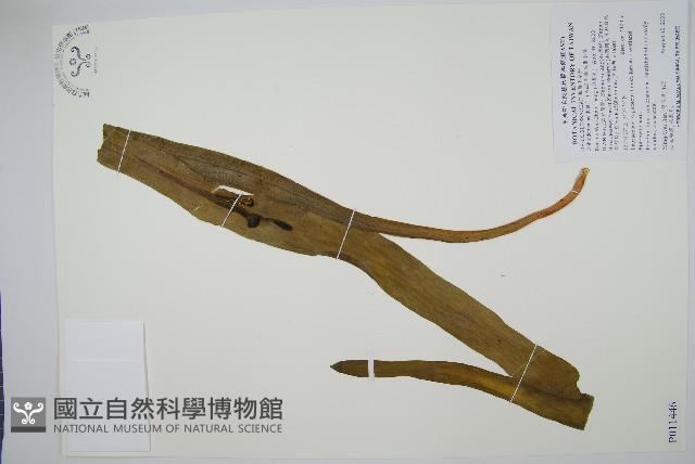 帶狀瓶爾小草藏品圖，第1張